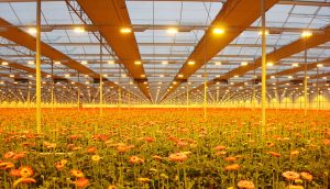 Assimilatiebelichting-glastuinbouw